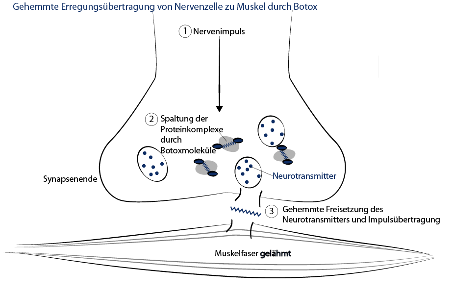 Illustration Wirkung von Botox in den Zellen