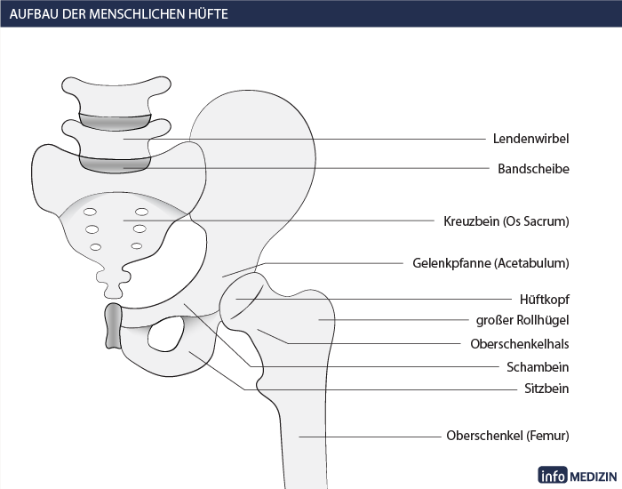 Aufbau Menschliche Hüfte