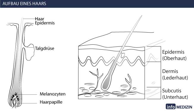 Haar Aufbau und Lebenszyklus