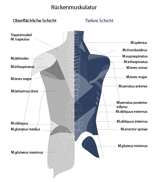 Aufbau Rückenmuskulatur