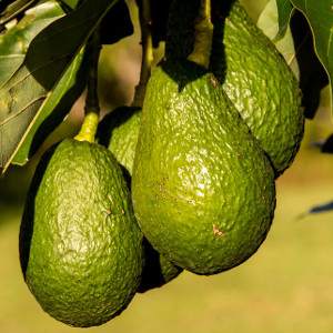 Avocado Baum