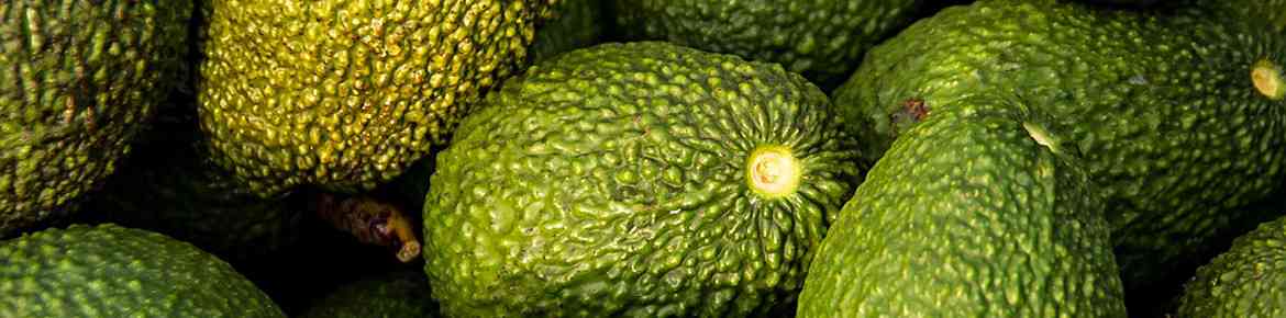 Avocados sind gesund und lecker